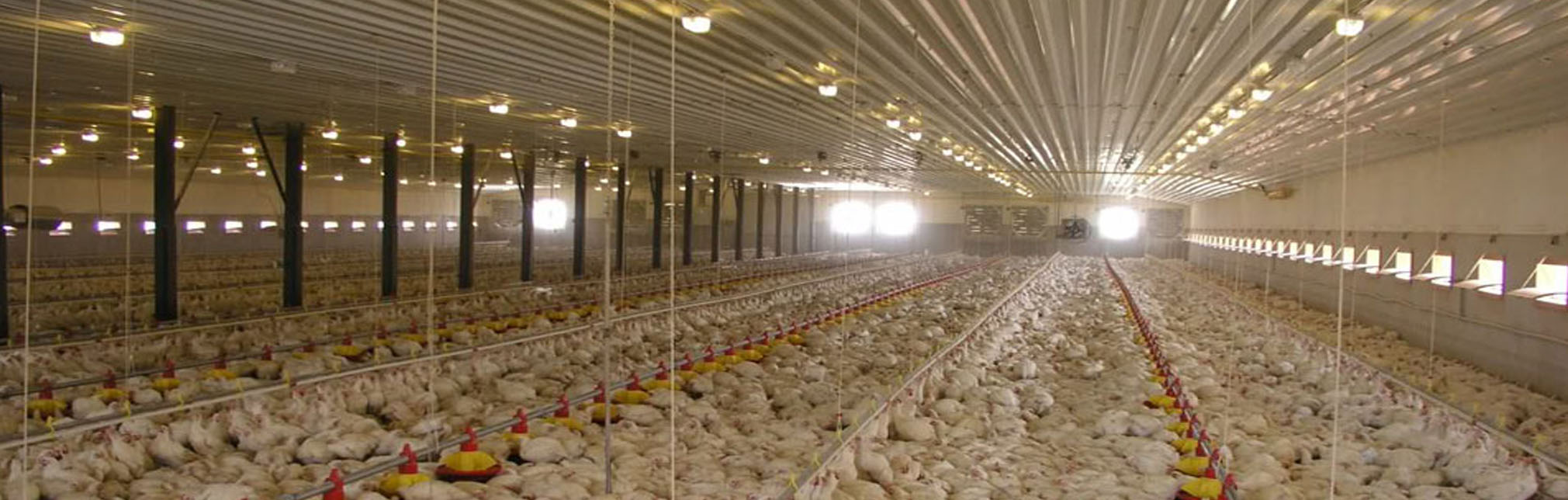 Portal frames and poultry hatcheries
